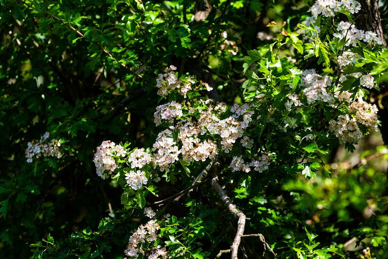 A large bush with lots of attractive white flowers against vivid green leaves.