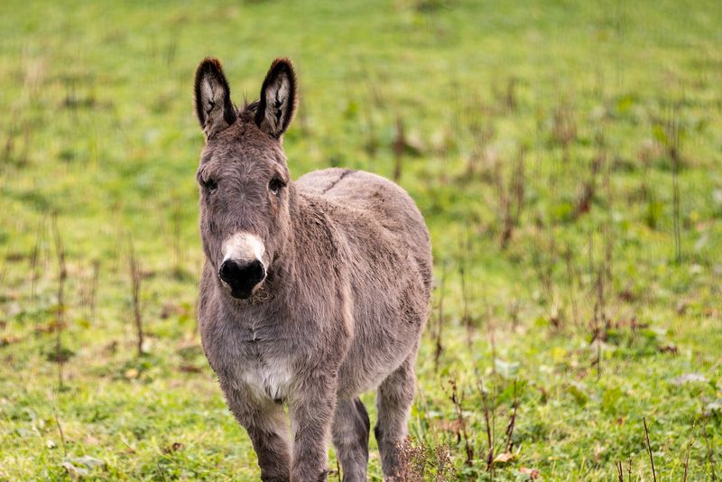 A donkey stands in grass field looking at the camera.