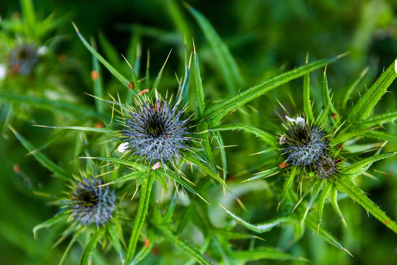 Spiky flowers in a vivid blue are standing out against a lush green backdrop of foliage.