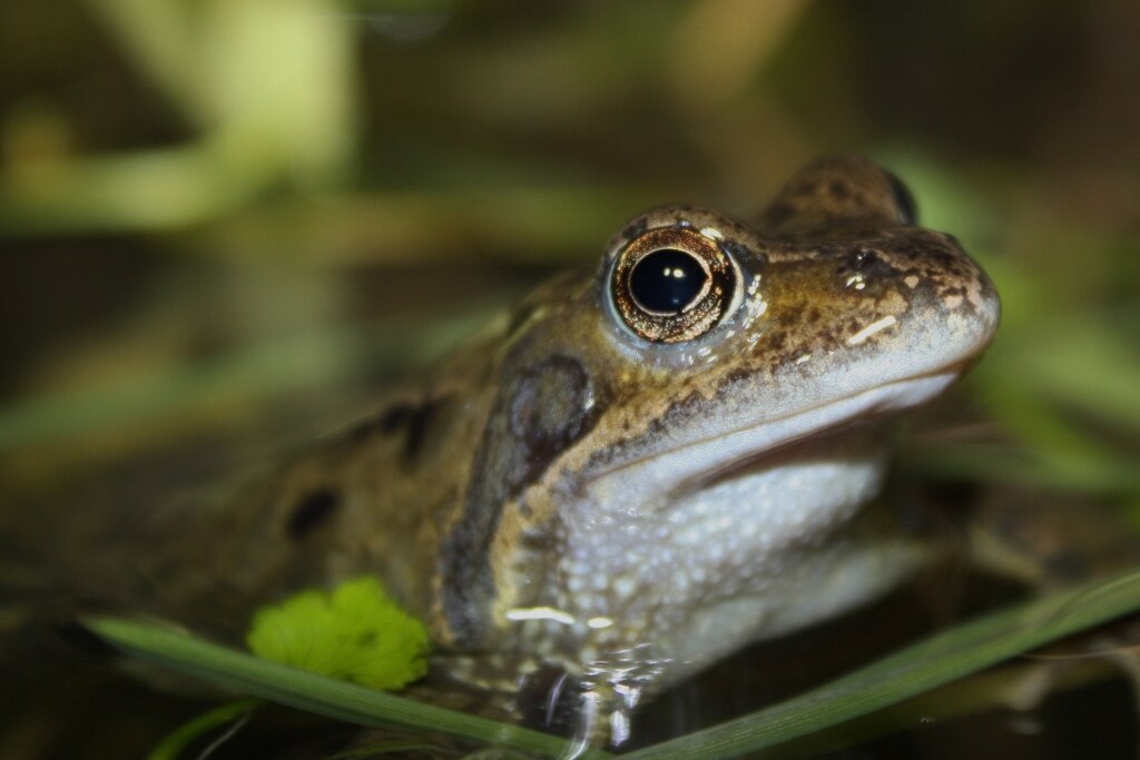 A frog (the european common frog) is close to the camera sitting on some foliage. It's side on and one of it's large eyes is facing the camera.